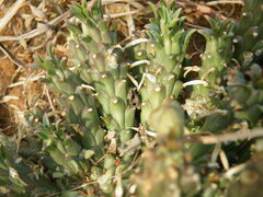 Euphorbia davyi
