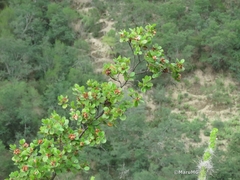 Pterostemon mexicanus