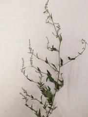 Atriplex oblongifolia