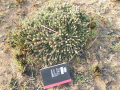 Euphorbia davyi