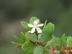 Pterostemon mexicanus