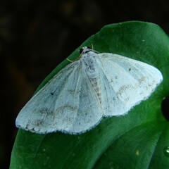 Lomographa temerata