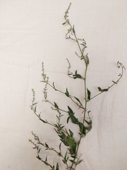 Atriplex oblongifolia