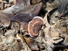 Punctularia strigosozonata