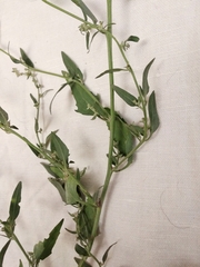 Atriplex oblongifolia