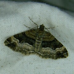 Xanthorhoe biriviata