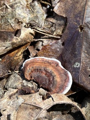 Punctularia strigosozonata
