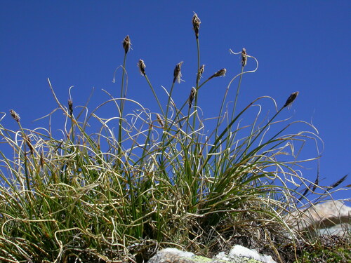Carex curvula All.