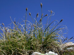 Carex curvula