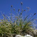 Carex curvula - Photo (c) Konrad and Roland Greinwald,  זכויות יוצרים חלקיות (CC BY-NC), הועלה על ידי Konrad and Roland Greinwald