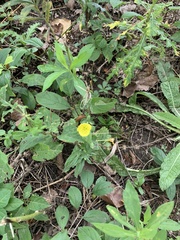 Oenothera pilosella