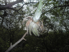 Tillandsia circinnatioides