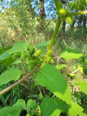 Xanthium strumarium