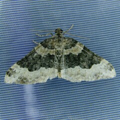 Epirrhoe galiata