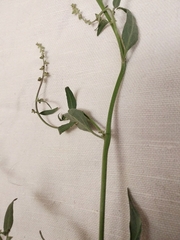 Atriplex oblongifolia