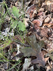 Punctularia strigosozonata