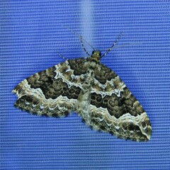 Lampropteryx suffumata