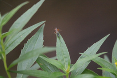 Ichneumonoidea
