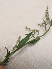 Atriplex oblongifolia