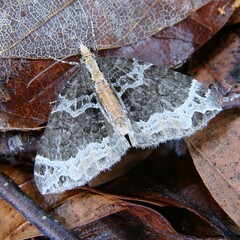 Ecliptopera capitata