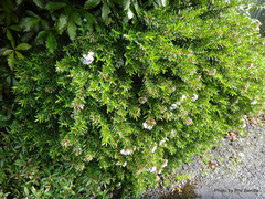 Veronica diosmifolia