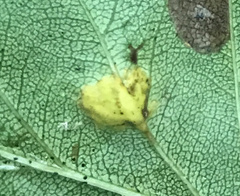 Gymnosporangium globosum