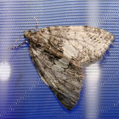 Hydriomena impluviata