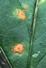 Gymnosporangium globosum