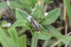 Naupactus peregrinus