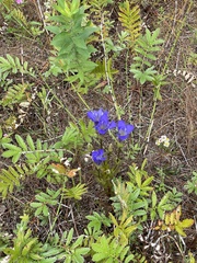 Gentianeae