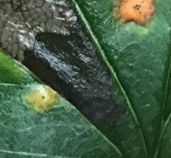 Gymnosporangium globosum