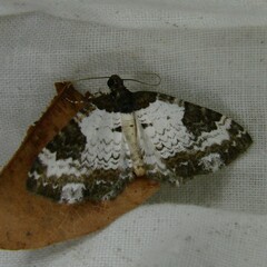 Melanthia procellata