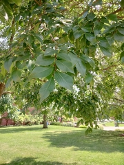 Zelkova