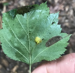 Gymnosporangium globosum