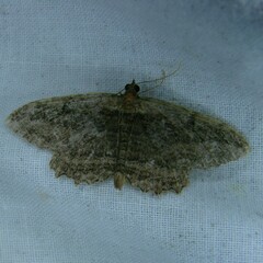 Philereme transversata