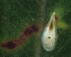 Anoplaspis metrosideri