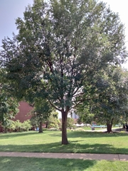 Zelkova