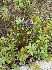 Gentianeae