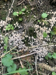 Coprinellus