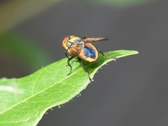 Phasia aurigera