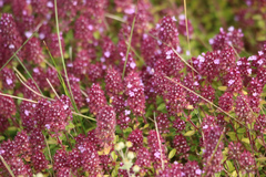 Thymus pulegioides
