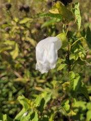 Calystegia sepium