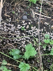 Coprinellus