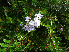 Veronica diosmifolia