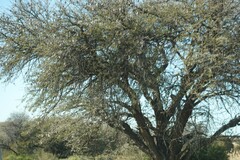 Vachellia erioloba