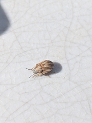 Homaemus aeneifrons