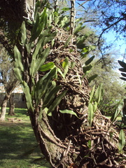 Microgramma mortoniana