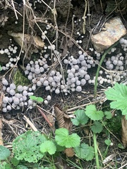 Coprinellus