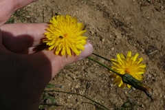 Hypochaeris radicata