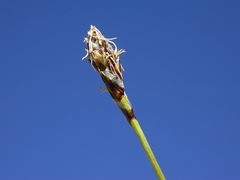 Carex curvula